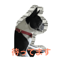 [LINEスタンプ] ボストンテリアのはな