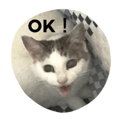 [LINEスタンプ] ねこねこぱんち家のねこたち 