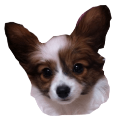 [LINEスタンプ] パピヨンすもも