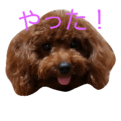 [LINEスタンプ] トイプードルのモカだよパート2