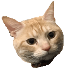 [LINEスタンプ] ねこのぽんたくん日常会話