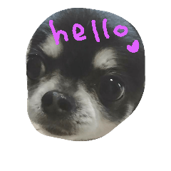 [LINEスタンプ] チワワン
