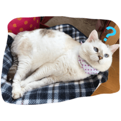 [LINEスタンプ] きゃわねこちゃんず 