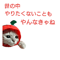 [LINEスタンプ] 猫のキトさん2