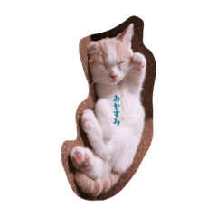 [LINEスタンプ] 猫のルーク様スタンプ 