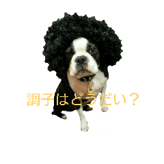 [LINEスタンプ] ボストンテリアの小鉄 