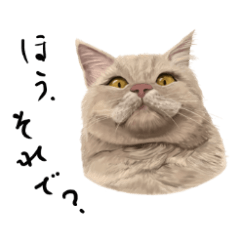 [LINEスタンプ] 超絶リアルねこスタンプ