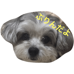 かげやまぷりん