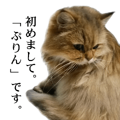 [LINEスタンプ] 猫写真【チンチラ猫のぷりんさん】