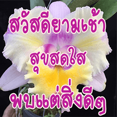 [LINEスタンプ] orchid thai5の画像（メイン）