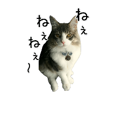 [LINEスタンプ] 日々にゃんず