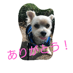 [LINEスタンプ] よつば、犬です。