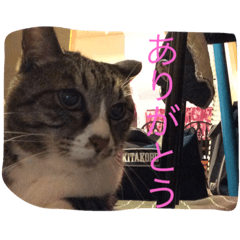 [LINEスタンプ] さんごのスタンプฅ^•ﻌ•^ฅ
