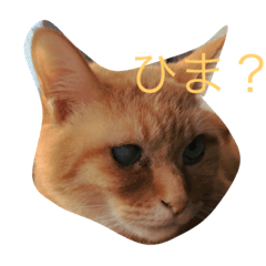 [LINEスタンプ] いつもひまな茶色いねこ