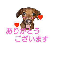 [LINEスタンプ] 実写-普段使い出来るスタンプ-ゆきちゃん