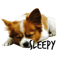 [LINEスタンプ] 我が家の愛犬、こーすけくん