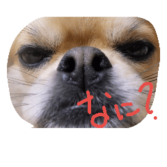 [LINEスタンプ] chibicollecti