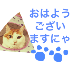 [LINEスタンプ] 猫写真スタンプ白茶トラのもんちゃん