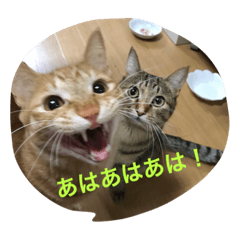 [LINEスタンプ] 吉田家のネコたち～マル＆ウリ ❸