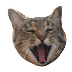 [LINEスタンプ] シマシマ猫 ナツ