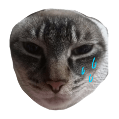 [LINEスタンプ] たいが4