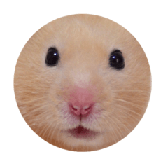 [LINEスタンプ] キンクマハムスターのおふちゃんスタンプ