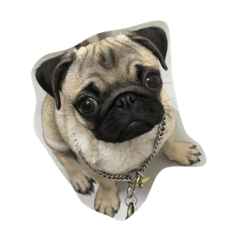 [LINEスタンプ] パグとの生活