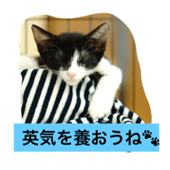 [LINEスタンプ] くまごろう＆はち