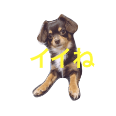 [LINEスタンプ] ちわっくすレオ