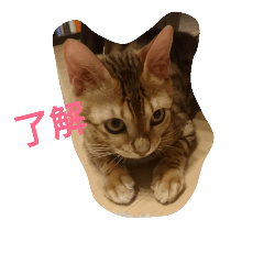 [LINEスタンプ] ウチのこねこ