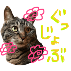 [LINEスタンプ] きぃちゃんの日々