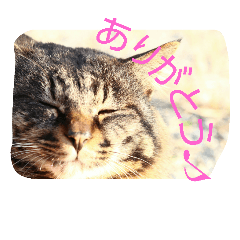 [LINEスタンプ] のらねこねこね2