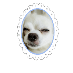 [LINEスタンプ] 変顔犬の画像（メイン）