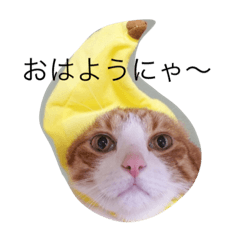 [LINEスタンプ] ねこの1日スタンプ2 