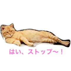 [LINEスタンプ] モコモコず