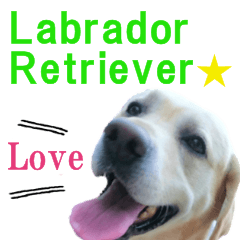 [LINEスタンプ] Labrador Retriever POP Stickerの画像（メイン）