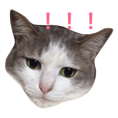 [LINEスタンプ] まりんちゃん 
