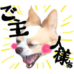 [LINEスタンプ] 可愛いチワワ、ソラ君