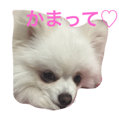 [LINEスタンプ] 犬のちぇりちゃん