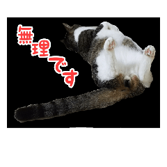 [LINEスタンプ] 猫スタンプ(たいちゃん)
