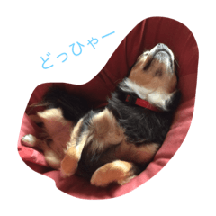 [LINEスタンプ] 愛しのカカオ