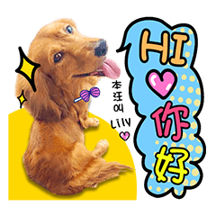 [LINEスタンプ] Golden Dachshund Lily