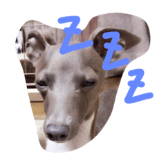 [LINEスタンプ] イタグレちゃん