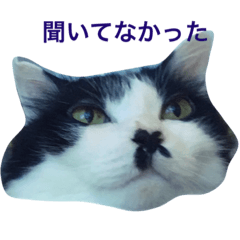 [LINEスタンプ] ちょび髭ねこ