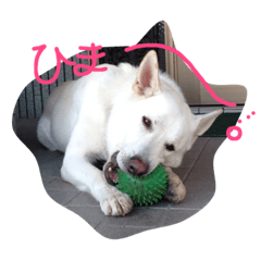 [LINEスタンプ] どたばたシェパ日記