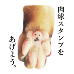 [LINEスタンプ] ねこまるちゃん