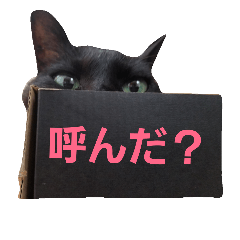 [LINEスタンプ] シュールな黒猫
