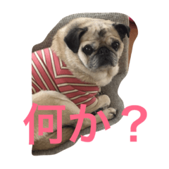 [LINEスタンプ] パグの凛ちゃん