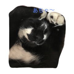 [LINEスタンプ] 我が家のサスケ②