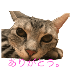 [LINEスタンプ] こねこねこねこね2